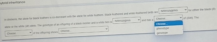 rybrid inheritance 
In chickens, the aifele for black feathers is co-dominant with the allcle for white feathers. Black-feathered and white-feathered birds are heferozygotes for either the black (B) 
alicle or the white (W) allele. The genotype of an oftspring of a black rooster and a white hen is heterazygous and has a Choose... Choose... of (BW). The 
Choose of the affspring shows Choose phenotype 
genotype