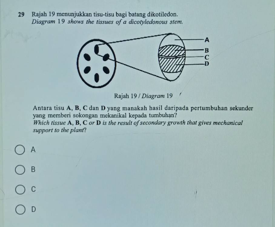 Rajah 19 menunjukkan tisu-tisu bagi batang dikotiledon.
Diagram 19 shows the tissues of a dicotyledonous stem.
Rajah 19 / Diagram 19
Antara tisu A, B, C dan D yang manakah hasil daripada pertumbuhan sekunder
yang memberi sokongan mekanikal kepada tumbuhan?
Which tissue A, B, C or D is the result of secondary growth that gives mechanical
support to the plant?
A
B
C
D