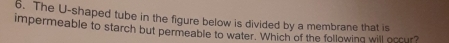 The U-shaped tube in the figure below is divided by a membrane that is 
impermeable to starch but permeable to water. Which of the following will occur?