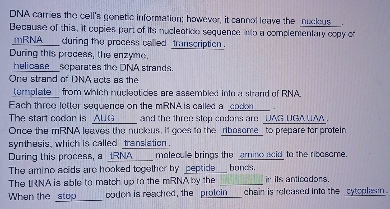 DNA carries the cell's genetic information; however, it cannot leave the nucleus___. 
Because of this, it copies part of its nucleotide sequence into a complementary copy of 
mRNA ___ during the process called transcription . 
During this process, the enzyme, 
helicase__separates the DNA strands. 
One strand of DNA acts as the 
template_ from which nucleotides are assembled into a strand of RNA. 
Each three letter sequence on the mRNA is called a _codon____ . 
The start codon is AUG and the three stop codons are UAG UGA UAA . 
Once the mRNA leaves the nucleus, it goes to the ribosome_ to prepare for protein 
synthesis, which is called translation . 
During this process, a _tRNA_ _ molecule brings the amino acid to the ribosome. 
The amino acids are hooked together by peptide___ bonds. 
The tRNA is able to match up to the mRNA by the in its anticodons. 
When the _stop______ codon is reached, the protein___ chain is released into the cytoplasm.