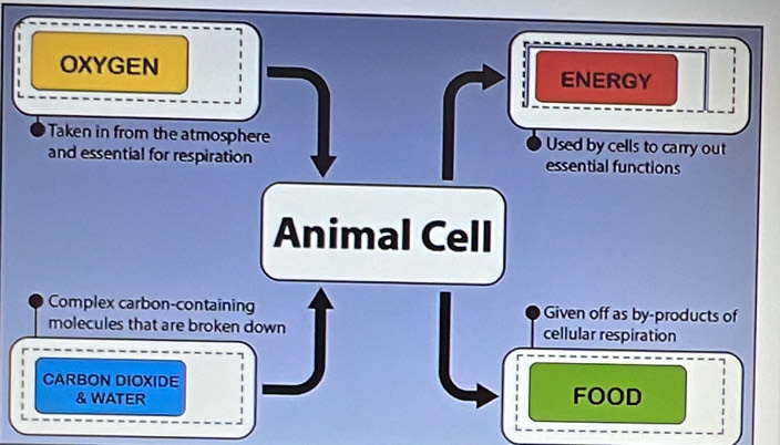 OXYGEN ENERGY 
Taken in from the atmosphere Used by cells to carry out 
and essential for respiration essential functions 
Animal Cell 
Complex carbon-containing Given off as by-products of 
molecules that are broken down cellular respiration 
CARBON DIOXIDE FOOD 
& WATER