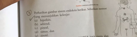 Sumb es conearlk iewle.ong 
9 Perhatikan gambar sistem endokrin berikut. Sebutkan nomor
vg njukan kelenjar:
6
(a) hipofisis。
(b) adrenal,
(c) pineal,
(d) timus, dan
(e) tiroid. * jcnis gania dan