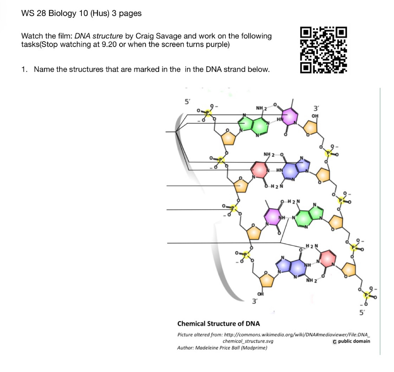 Gelöst:WS 28 Biology 10 (Hus) 3 pages Watch the film: DNA structure by ...
