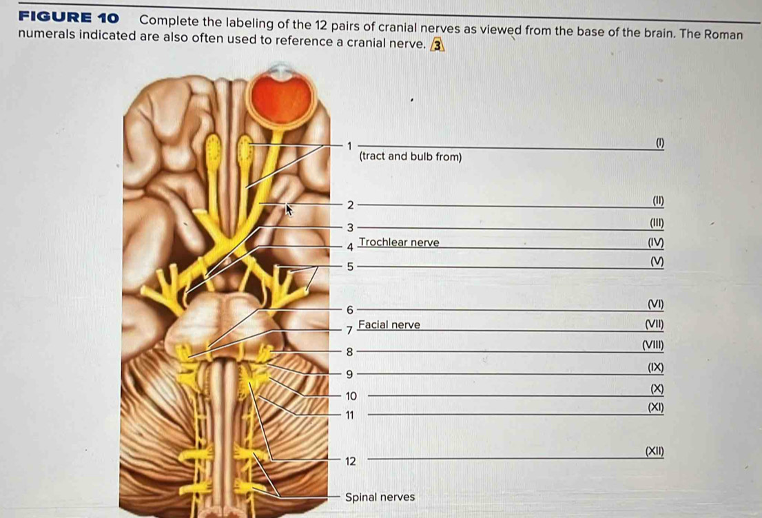 Solved: FIGURE 10 Complete the labeling of the 12 pairs of cranial ...