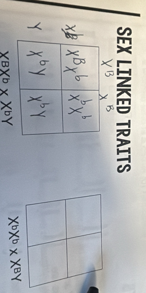 SEX LINKED TRAITS
X^bX^b* X^BY