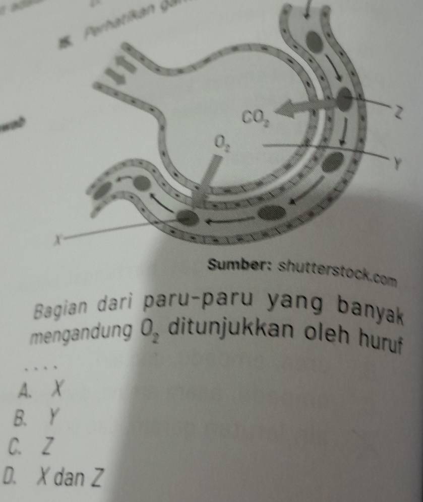 Perhatian   
m
Bagian dari paru-paru yang banyak
mengandung O_2 ditunjukkan oleh huruf
. . .
A. X
B. Y
C. Z
D. X dan Z