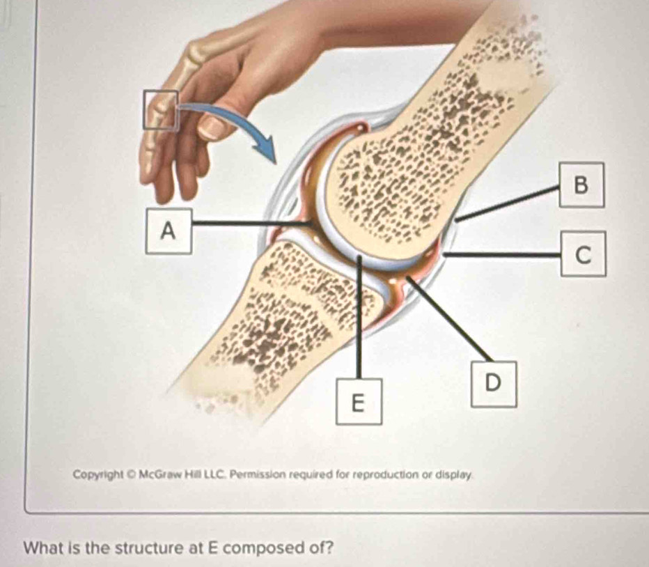 Copyrig 
What is the structure at E composed of?