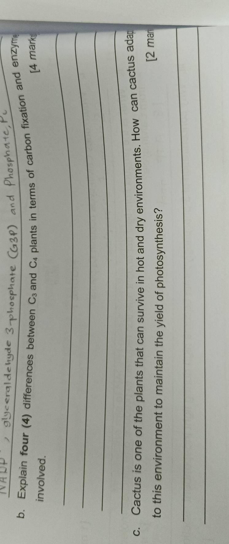 Explain four (4) differences between C_3 and C_4 plants in terms of carbon fixation and enzym 
involved. 
[4 marks 
_ 
_ 
_ 
_ 
c. Cactus is one of the plants that can survive in hot and dry environments. How can cactus ada 
to this environment to maintain the yield of photosynthesis? [2 mar 
_ 
_