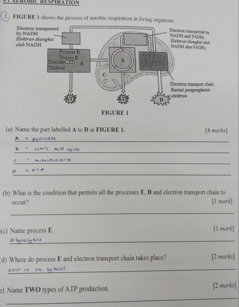 3TAEROBIC RESPIRATION 
l., FIGURE 1 shows the process of aerobic respiration in living organism. 
(a) Name the part labelled A to D in FIGURE 1. [4 marks] 
_ 
_ 
_ 
_ 
(b) What is the condition that permits all the processes E, B and electron transport chain to 
occur? [1 mark] 
_ 
(c) Name process E. 
[1 mark] 
_ 
(d) Where do process E and electron transport chain takes place? [2 marks] 
_ 
e) Name TWO types of ATP production. [2 marks] 
_