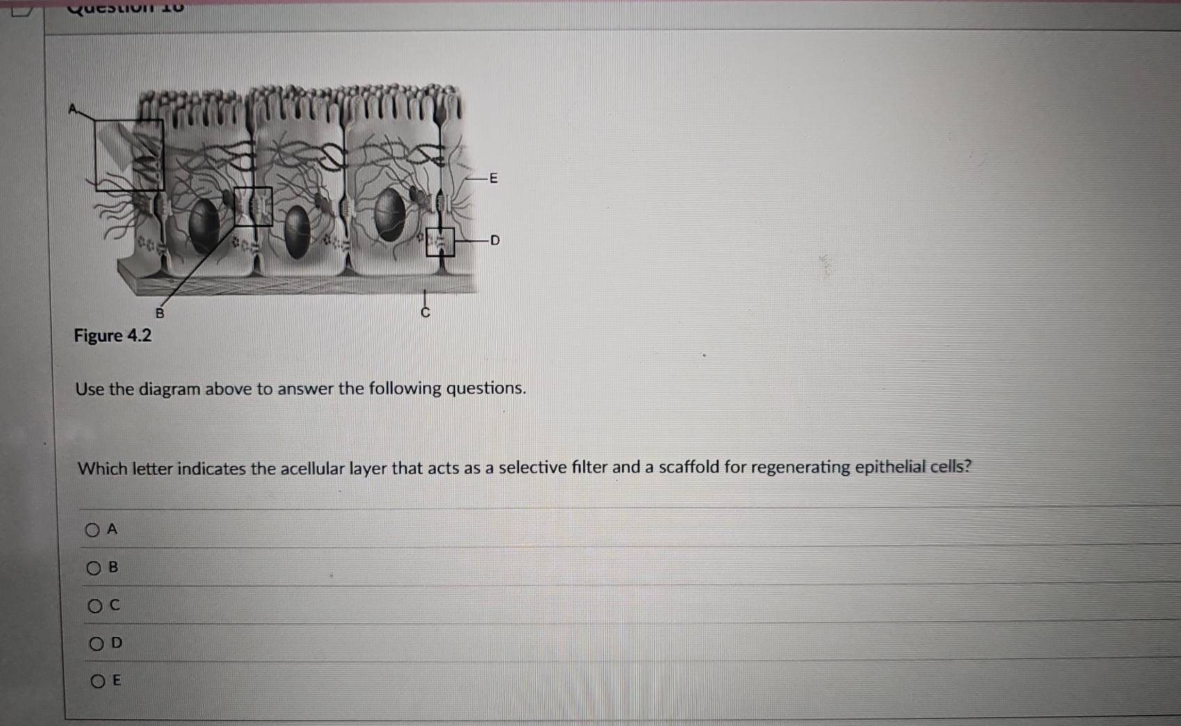 Figure 4.2 
Use the diagram above to answer the following questions. 
Which letter indicates the acellular layer that acts as a selective filter and a scaffold for regenerating epithelial cells? 
A 
B 
C 
D 
E