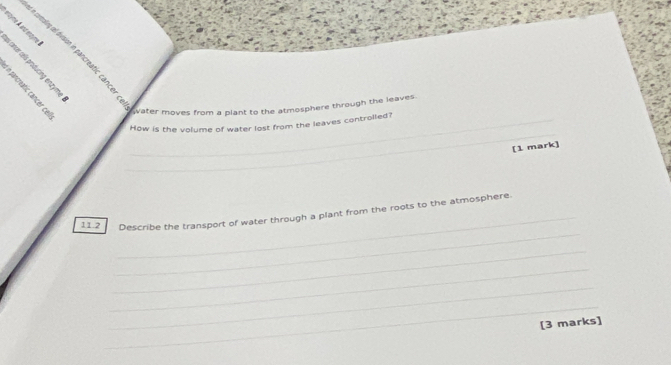 entyme A and entym 
B 
ed mn hed fent lte ran ater moves from a plant to the atmosphere through the leaver 
_ 
_How is the volume of water lost from the leaves controlled? 
[1 mark] 
_ 
_ 
11.2 Describe the transport of water through a plant from the roots to the atmosphere 
_ 
_ 
_ 
_ 
[3 marks]