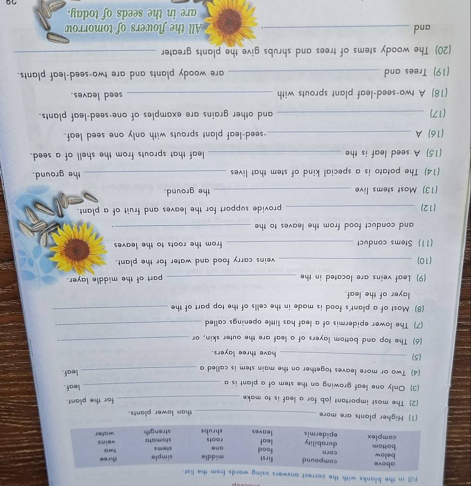 Fill in the blanks with the correct answers 
(1) Higher plants are more 
_than lower plants. 
(2) The most important job for a leaf is to make_ 
for the plant. 
(3) Only one leaf growing on the stem of a plant is a _leaf. 
(4) Two or more leaves together on the main stem is called a _leaf. 
(5) _have three layers. 
(6) The top and bottom layers of a leaf are the outer skin, or_ 
(7) The lower epidermis of a leaf has little openings called_ 
(8) Most of a plant's food is made in the cells of the top part of the_ 
layer of the leaf. 
(9) Leaf veins are located in the _part of the middle layer. 
(10) _veins carry food and water for the plant. 
(11) Stems conduct _from the roots to the leaves 
and conduct food from the leaves to the _. 
(12) _provide support for the leaves and fruit of a plant. 
(13) Most stems live _the ground. 
(14) The potato is a special kind of stem that lives _the ground. 
(15) A seed leaf is the _leaf that sprouts from the shell of a seed. 
(16) A _-seed-leaf plant sprouts with only one seed leaf. 
(17) _and other grains are examples of one-seed-leaf plants. 
(18) A two-seed-leaf plant sprouts with _seed leaves. 
(19) Trees and _are woody plants and are two-seed-leaf plants. 
(20) The woody stems of trees and shrubs give the plants greater_ 
and _. All the flowers of tomorrow 
are in the seeds of today.