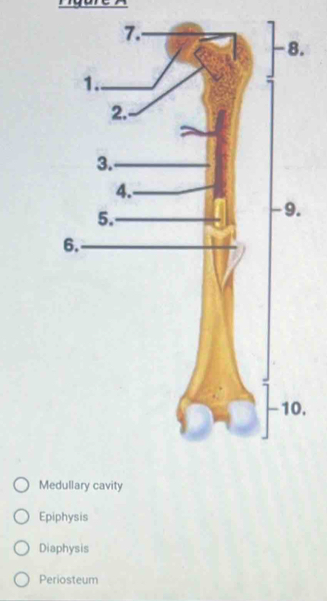 Mevity
Epiphysis
Diaphysis
Periosteum