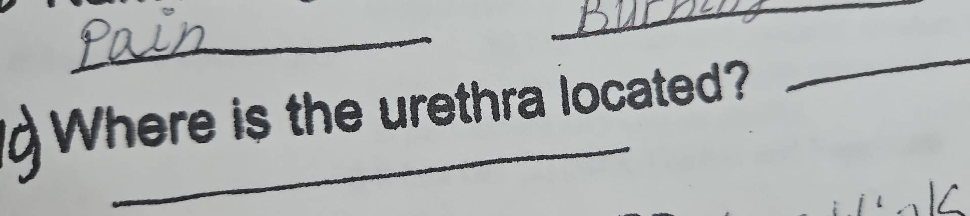 Where is the urethra located? 
_