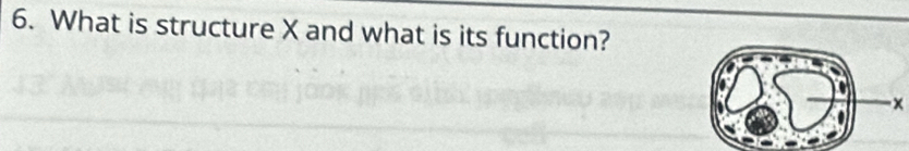 What is structure X and what is its function?
x