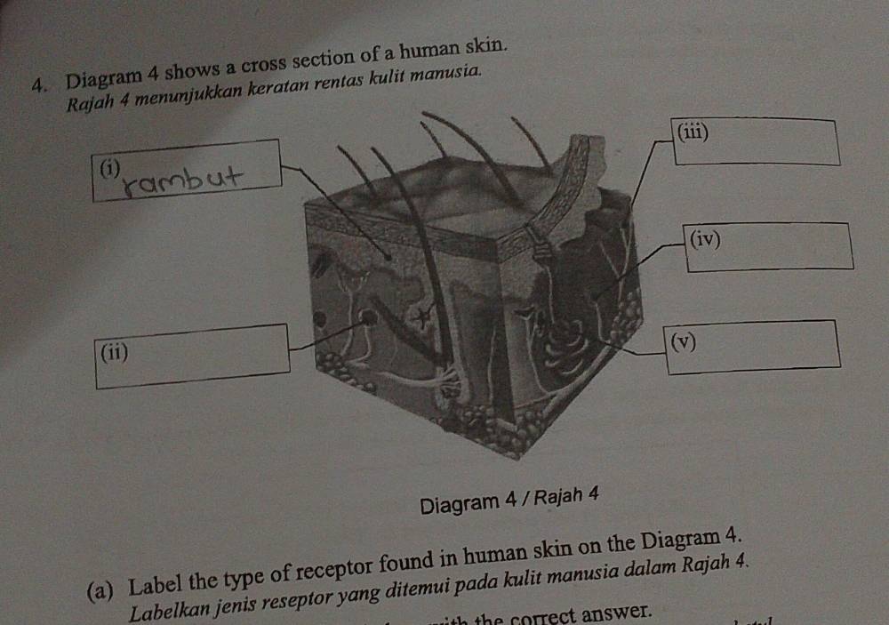 Diagram 4 shows a cross section of a human skin. 
kkan keratan rentas kulit manusia. 
Diagram 4 / Rajah 4 
(a) Label the type of receptor found in human skin on the Diagram 4. 
Labelkan jenis reseptor yang ditemui pada kulit manusia dalam Rajah 4. 
te o rrect answer.