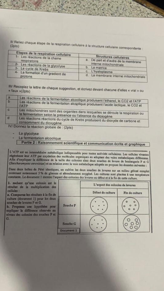 II/ Reliez chaque étape de la respiration cellulaire à la structure cellulaire correspon 
(2pts) 
III/ Recopiez la lettre de chaque suggestion, et écrivez devant chacune d'elles « vrai » ou 
« faux »(2pts) 
nez la réaction globale de : (2pts) 
La glycolyse 
La fermentation alcoolique 
Partie 2 : Raisonnement scientifique et communication écrite et graphique 
L'ATP est un intermédiaire métabolique indispensable pour toutes activités cellulaires. Les cellules vivantes 
régénèrent leur ATP par oxydation des molécules organiques en adoptant des voies métaboliques différentes. 
Afin d'expliquer la différence de la taille des colonies chez deux souches de levure de boulangerie P et G 
(Sacchoromyces cenevisige) et sa relation avec la voie métabolique adoptée on propose les données suivantes : 
Dans deux boîtes de Pétri identiques, on cultive les deux souches de levures sur un milieu gélosé complet 
contenant notamment 5% de glucose et abondamment oxygéné. Les cultures sont placées à une température 
constante. Le document 1 montre l'aspect des colonies des levures au début et à la fin de cette culture. 
1. sachant qu*une colonic est le 
résultat de la multiplication des L'aspect des colonies de levures 
cellules : 
a. Comparez les résultats à la fin de Début de culture Fin de culture 
culture (document 1) pour lcs deux 
souches de levures P et G. 。 
b. Preposez une hypothèse pour Souche P 
expliquer la différence observée au 
niveau des colonies des souches P et 
G. 
Souche G 
Document 1