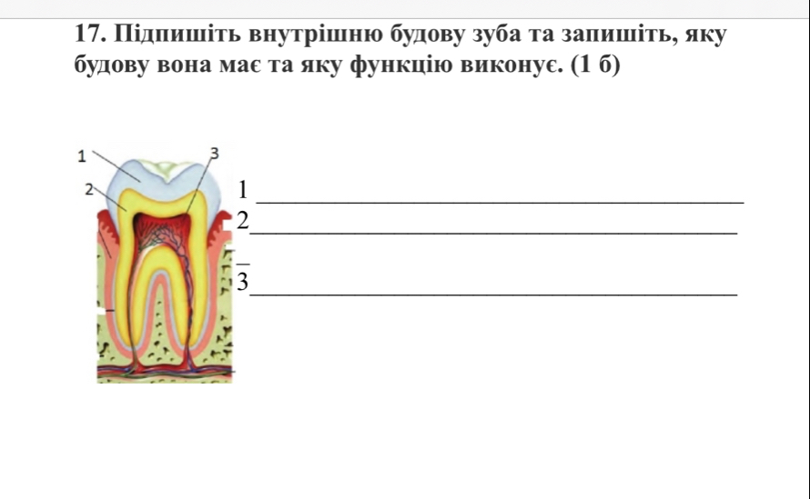 Πідπишіть внутрішню будову зуба та заπишίть, яку 
будову вона маε та яку функцію виконуε. (1 б) 
1 
3 
2 
1 
_ 
_ 
2 
_ 
3