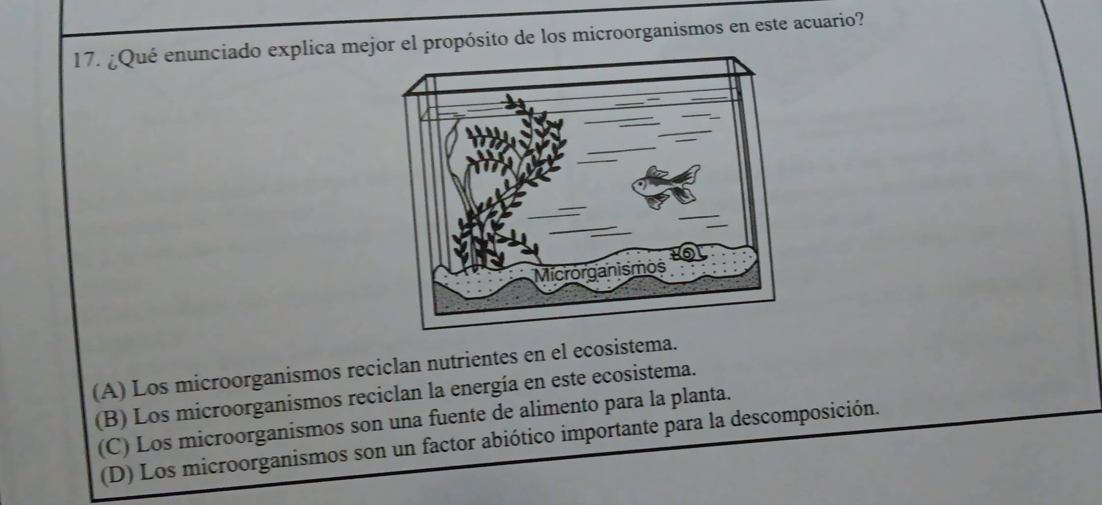 ¿Qué enunciado explica mejor el propósito de los microorganismos en este acuario?
_
_
_
_
_
Microrganismos
(A) Los microorganismos reciclan nutrientes en el ecosistema.
(B) Los microorganismos reciclan la energía en este ecosistema.
(C) Los microorganismos son una fuente de alimento para la planta.
(D) Los microorganismos son un factor abiótico importante para la descomposición.