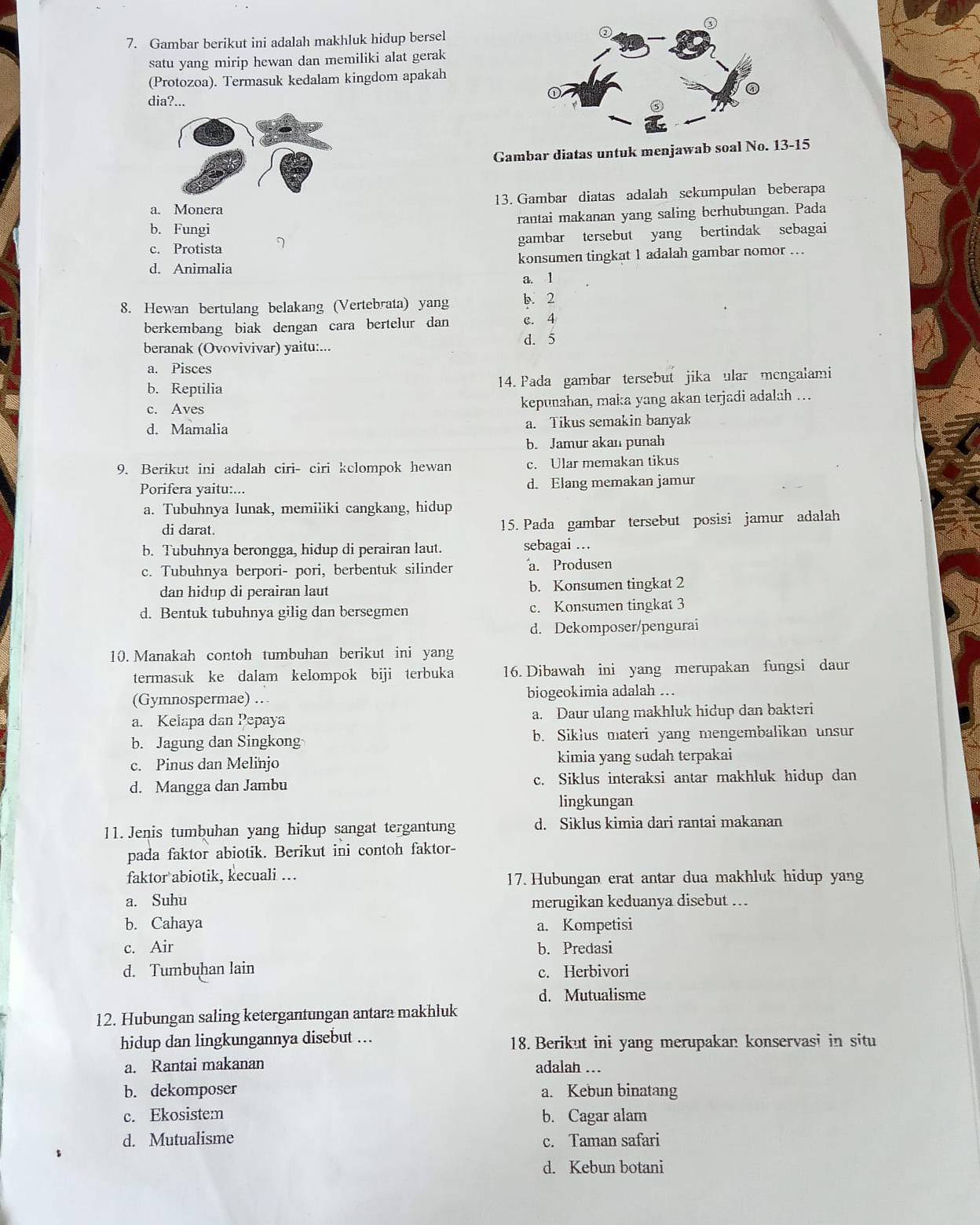 Gambar berikut ini adalah makhluk hidup bersel
satu yang mirip hewan dan memiliki alat gerak
(Protozoa). Termasuk kedalam kingdom apakah
dia?...
Gambar diatas untuk menjawab soal No. 13-15
a. Monera 13. Gambar diatas adalah sekumpulan beberapa
b. Fungi rantai makanan yang saling berhubungan. Pada
c. Protista gambar tersebut yang bertindak sebagai
d. Animalia konsumen tingkat 1 adalah gambar nomor ..
a. 1
8. Hewan bertulang belakang (Vertebrata) yang b. 2
berkembang biak dengan cara bertelur dan c. 4
d. 5
beranak (Ovovivivar) yaitu:...
a. Pisces
b. Reptilia 14. Pada gambar tersebut jika ular mengalami
c. Aves kepunahan, maka yang akan terjadi adalah …
d. Mamalia a. Tikus semakin banyak
b. Jamur akan punah
9. Berikut ini adalah ciri- ciri kclompok hewan c. Ular memakan tikus
Porifera yaitu:... d. Elang memakan jamur
a. Tubuhnya lunak, memiliki cangkang, hidup
di darat.
15. Pada gambar tersebut posisi jamur adalah
b. Tubuhnya berongga, hidup di perairan laut. sebagai .
c. Tubuhnya berpori- pori, berbentuk silinder a. Produsen
dan hidup di perairan laut b. Konsumen tingkat 2
d. Bentuk tubuhnya gilig dan bersegmen c. Konsumen tingkat 3
d. Dekomposer/pengurai
10. Manakah contoh tumbuhan berikut ini yang
termasuk ke dalam kelompok biji terbuka 16. Dibawah ini yang merupakan fungsi daur
(Gymnospermae) .. biogeokimia adalah …
a. Kelapa dan Pepaya a. Daur ulang makhluk hidup dan bakteri
b. Jagung dan Singkong b. Siklus materi yang mengembalikan unsur
c. Pinus dan Melinjo kimia yang sudah terpakai
d. Mangga dan Jambu c. Siklus interaksi antar makhluk hidup dan
lingkungan
11. Jenis tumbuhan yang hidup sangat tergantung d. Siklus kimia dari rantai makanan
pada faktor abiotik. Berikut ini contoh faktor-
faktor abiotik, kecuali … 17. Hubungan erat antar dua makhluk hidup yang
a. Suhu merugikan keduanya disebut ..
b. Cahaya a. Kompetisi
c. Air b. Predasi
d. Tumbuhan lain c. Herbivori
d. Mutualisme
12. Hubungan saling ketergantungan antara makhluk
hidup dan lingkungannya disebut ... 18. Berikut ini yang merupakan konservasi in situ
a. Rantai makanan adalah ...
b. dekomposer a. Kebun binatang
c. Ekosistem b. Cagar alam
d. Mutualisme c. Taman safari
d. Kebun botani