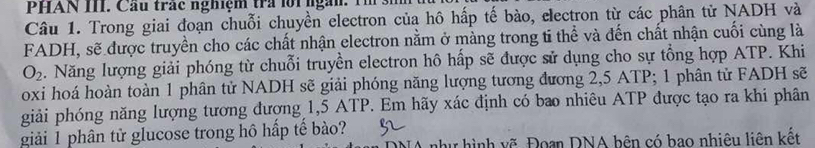 PHAN III. Cầu trác nghiệm tra lội ngàn. T 
Câu 1. Trong giai đoạn chuỗi chuyền electron của hô hấp tế bào, clectron từ các phân tử NADH và 
FADH, sẽ được truyền cho các chất nhận electron nằm ở màng trong ti thể và đến chất nhận cuối cùng là
O_2 Năng lượng giải phóng từ chuỗi truyền electron hô hấp sẽ được sử dụng cho sự tổng hợp ATP. Khi 
oxi hoá hoàn toàn 1 phân tử NADH sẽ giải phóng năng lượng tương đương 2,5 ATP; 1 phân tử FADH sẽ 
giải phóng năng lượng tương đượng 1,5 ATP. Em hãy xác định có bao nhiêu ATP được tạo ra khi phân 
giải 1 phân tử glucose trong hô hấp tế bào? 
r hình vẽ Đoạn DNA bên có bao nhiêu liên kết