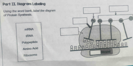 Solved: Part II. Diagram Labeling Using the word bank, label the ...