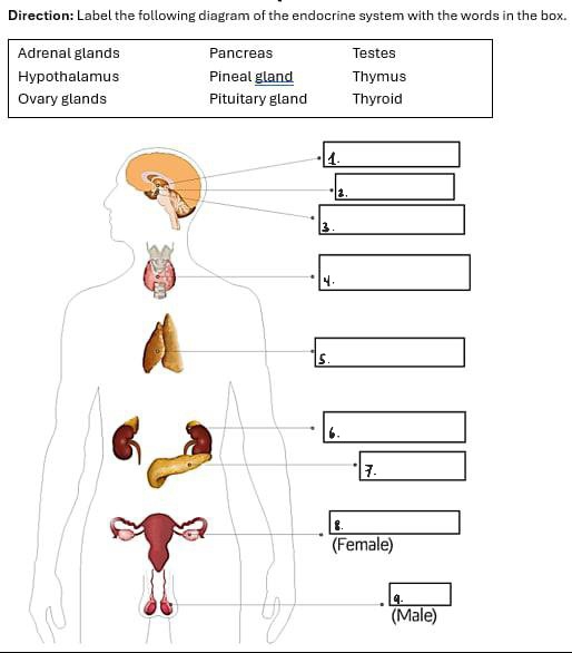 Direction: Label the following diagram of the endocrine system with the words in the box. 
Adrenal glands Pancreas Testes 
Hypothalamus Pineal gland Thymus 
Ovary glands Pituitary gland Thyroid 
4. 
2. 
3. 
4. 
5. 
6. 
7. 
8. 
(Female) 
q. 
(Male)