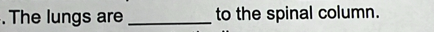 The lungs are _to the spinal column.