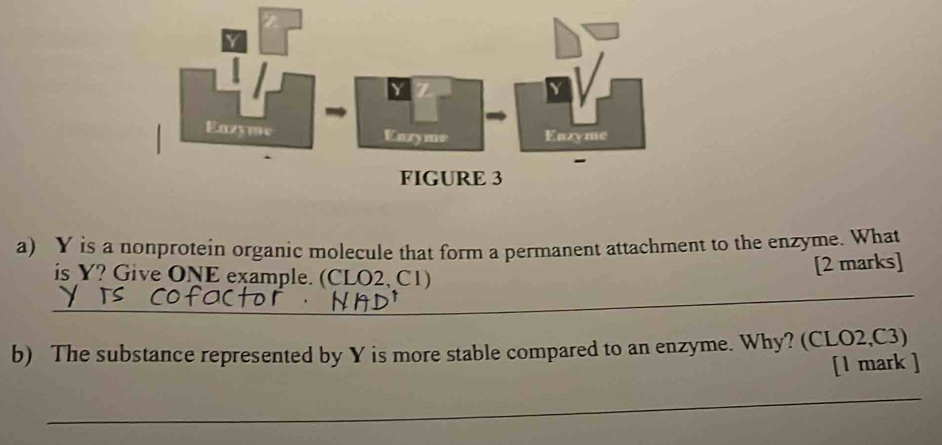 Y is a nonprotein organic molecule that form a permanent attachment to the enzyme. What 
is Y? Give ONE example. (CLO2, C1) 
[2 marks] 
__ 
b) The substance represented by Y is more stable compared to an enzyme. Why? (CLO2,C3) 
[l mark ] 
_