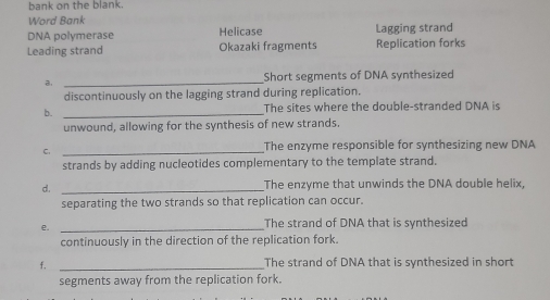 bank on the blank. 
Word Bank 
DNA polymerase Helicase Lagging strand 
Leading strand Okazaki fragments Replication forks 
a, _Short segments of DNA synthesized 
discontinuously on the lagging strand during replication. 
b. _The sites where the double-stranded DNA is 
unwound, allowing for the synthesis of new strands. 
C._ 
The enzyme responsible for synthesizing new DNA 
strands by adding nucleotides complementary to the template strand. 
d. _The enzyme that unwinds the DNA double helix, 
separating the two strands so that replication can occur. 
e._ 
The strand of DNA that is synthesized 
continuously in the direction of the replication fork. 
f._ 
The strand of DNA that is synthesized in short 
segments away from the replication fork.