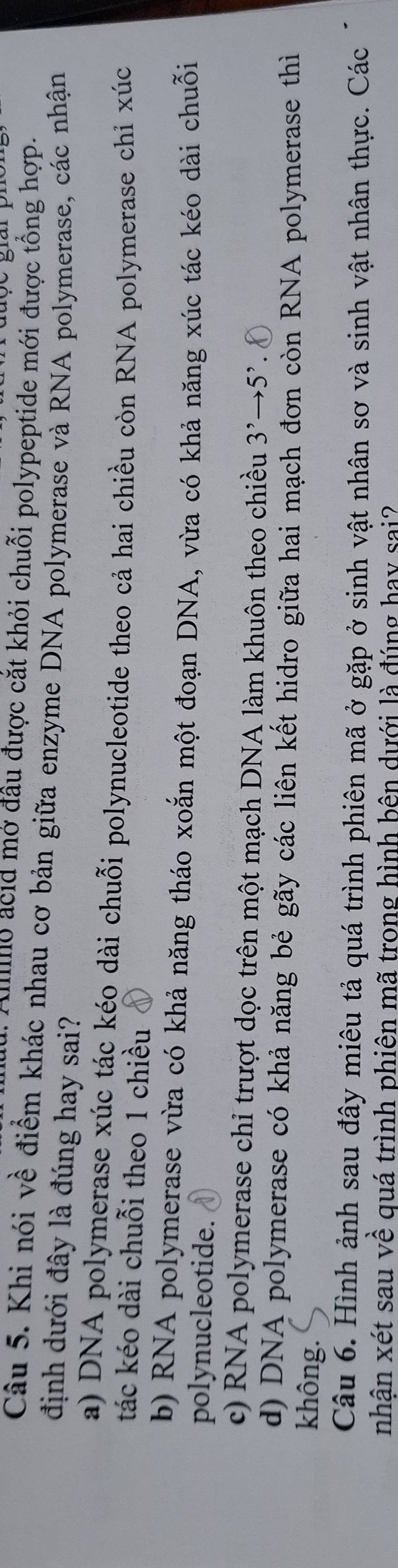 Io acid mở đầu được cắt khỏi chuỗi polypeptide mới được tổng hợp.
Câu 5. Khi nói về điểm khác nhau cơ bản giữa enzyme DNA polymerase và RNA polymerase, các nhận
định dưới đây là đúng hay sai?
a) DNA polymerase xúc tác kéo dài chuỗi polynucleotide theo cả hai chiều còn RNA polymerase chỉ xúc
tác kéo dài chuỗi theo 1 chiều
b) RNA polymerase vừa có khả năng tháo xoắn một đoạn DNA, vừa có khả năng xúc tác kéo dài chuỗi
polynucleotide.
c) RNA polymerase chỉ trượt dọc trên một mạch DNA làm khuôn theo chiều 3^,to 5^,
d) DNA polymerase có khả năng bẻ gãy các liên kết hidro giữa hai mạch đơn còn RNA polymerase thì
không.
Câu 6. Hình ảnh sau đây miêu tả quá trình phiên mã ở gặp ở sinh vật nhân sơ và sinh vật nhân thực. Các
nhân xét sau về quá trình phiên mã trong hình bên dưới là đúng hay sai?