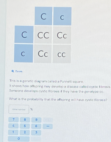 Zoom 
This is a genetic diagram called a Punnett square. 
It shows how offspring may develop a disease called cystic fibrosis. 
Someone develops cystic fibrosis if they have the genotype cc. 
What is the probability that the offspring will have cystic fibrosis? 
Inter numbel %
7 8 9
4 5 6
1 2 3
0