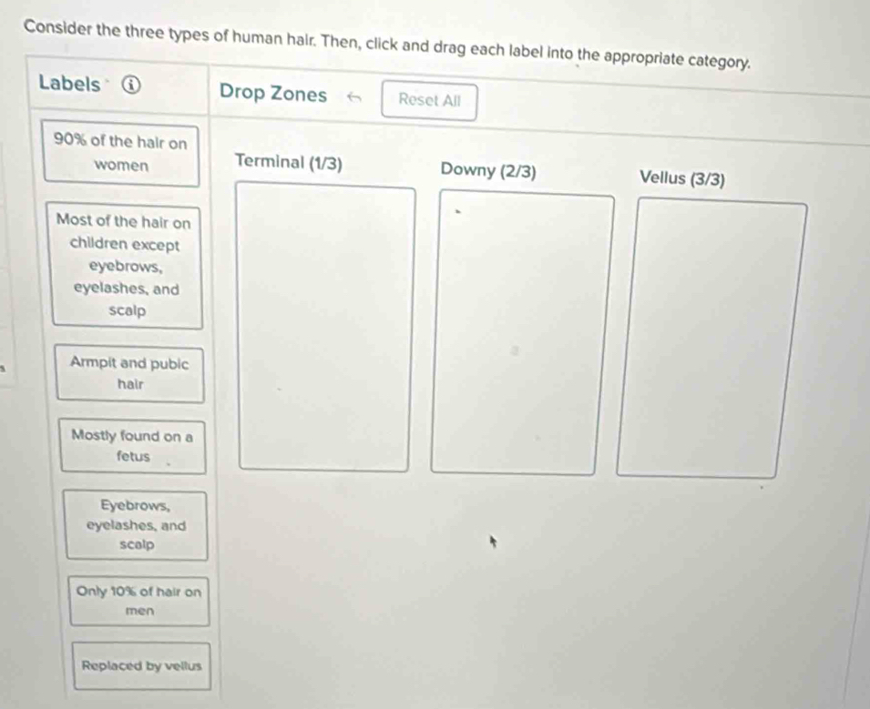 Consider the three types of human hair. Then, click and drag each label into the appropriate category. 
Labels ⓘ Drop Zones 6 Reset All
90% of the hair on 
women Terminal (1/3) Downy (2/3) Vellus (3/3)
Most of the hair on 
children except 
eyebrows, 
eyelashes, and 
scalp 
Armpit and pubic 
hair 
Mostly found on a 
fetus 
Eyebrows, 
eyelashes, and 
scalp 
Only 10% of hair on 
men 
Replaced by vellus