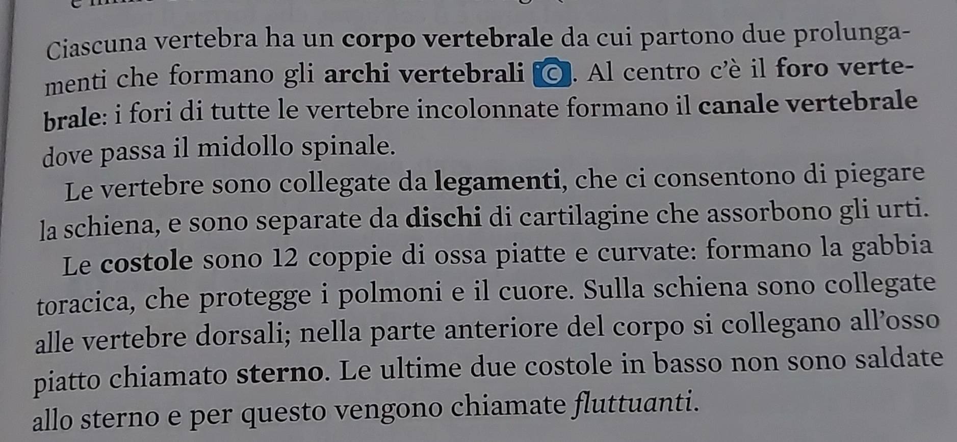 Ciascuna vertebra ha un corpo vertebrale da cui partono due prolunga- 
menti che formano gli archi vertebrali ©. Al centro c’è il foro verte- 
brale: i fori di tutte le vertebre incolonnate formano il canale vertebrale 
dove passa il midollo spinale. 
Le vertebre sono collegate da legamenti, che ci consentono di piegare 
la schiena, e sono separate da dischi di cartilagine che assorbono gli urti. 
Le costole sono 12 coppie di ossa piatte e curvate: formano la gabbia 
toracica, che protegge i polmoni e il cuore. Sulla schiena sono collegate 
alle vertebre dorsali; nella parte anteriore del corpo si collegano all’osso 
piatto chiamato sterno. Le ultime due costole in basso non sono saldate 
allo sterno e per questo vengono chiamate fluttuanti.