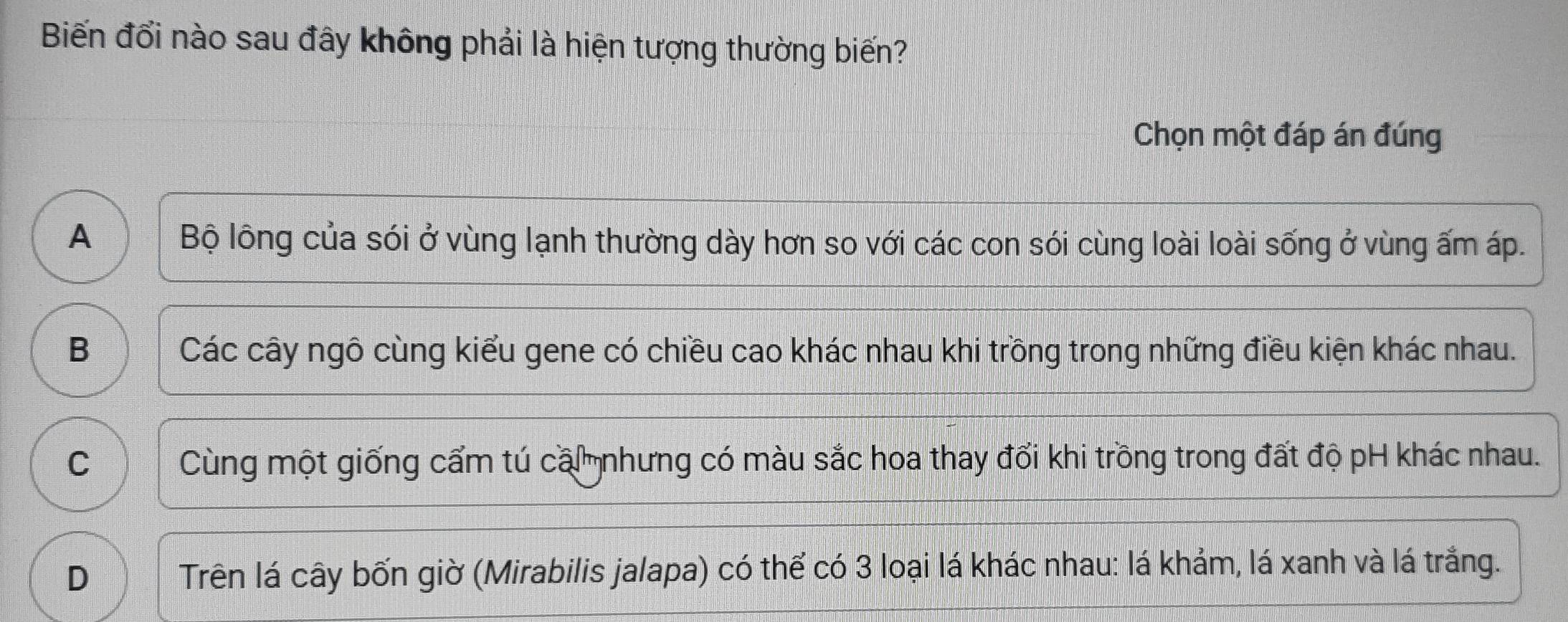 Biến đổi nào sau đây không phải là hiện tượng thường biến?
Chọn một đáp án đúng
A Bộ lông của sói ở vùng lạnh thường dày hơn so với các con sói cùng loài loài sống ở vùng ấm áp.
B Các cây ngô cùng kiểu gene có chiều cao khác nhau khi trồng trong những điều kiện khác nhau.
C Cùng một giống cẩm tú ca nhưng có màu sắc hoa thay đổi khi trồng trong đất độ pH khác nhau.
D Trên lá cây bốn giờ (Mirabilis jalapa) có thể có 3 loại lá khác nhau: lá khảm, lá xanh và lá trắng.