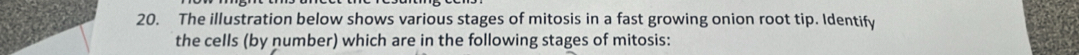 The illustration below shows various stages of mitosis in a fast growing onion root tip. Identify 
the cells (by number) which are in the following stages of mitosis: