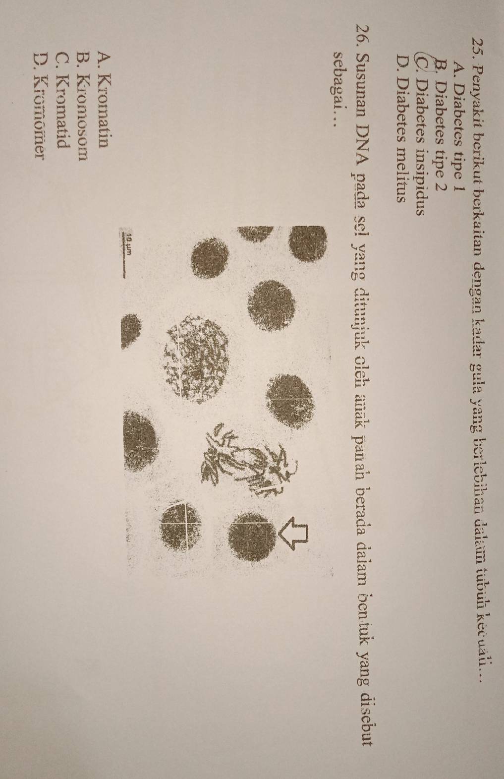 Penyakit berikut berkaitan dengan kadar gula yang berlebihan dalam tubuh kecuäli...
A. Diabetes tipe 1
B. Diabetes tipe 2
C. Diabetes insipidus
D. Diabetes melitus
26. Susunan DNA pada sel yang ditunjuk oleh anak pañah berada dalam bentuk yang disebut
sebagai…
A. Kromatin
B. Kromosom
C. Kromatid
D. Kromomer