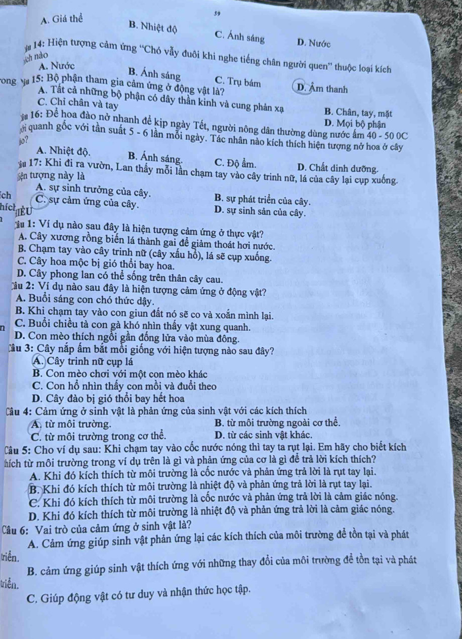 A. Giá thể
59
B. Nhiệt độ C. Ánh sáng D. Nước
# 14: Hiện tượng cảm ứng “Chó vẫy đuôi khi nghe tiếng chân người quen” thuộc loại kích
jích nào
A. Nước
B. Ánh sáng C. Trụ bám D. Âm thanh
Tong vi 15: Bộ phận tham gia cảm ứng ở động vật là?
A. Tất cả những bộ phận có dây thần kinh và cung phản xạ
C. Chỉ chân và tay B. Chân, tay, mặt
D. Mọi bộ phận
* 16: Để hoa đào nở nhanh để kịp ngày Tết, người nông dân thường dùng nước ấm 40 - 50 0C
ới quanh gốc với tần suất 5 - 6 lần mỗi ngày. Tác nhân nào kích thích hiện tượng nở hoa ở cây
jio?
A. Nhiệt độ. B. Ánh sáng. C. Độ ẩm. D. Chất dinh dưỡng.
*u 17: Khi đi ra vườn, Lan thấy mỗi lần chạm tay vào cây trinh nữ, lá của cây lại cụp xuống
liện tượng này là
A. sự sinh trưởng của cây. B. sự phát triển của cây.
ch C. sự cảm ứng của cây. D. sự sinh sản của cây.
hích IEU
M 1: Ví dụ nào sau đây là hiện tượng cảm ứng ở thực vật?
A. Cây xương rồng biến lá thành gai để giảm thoát hơi nước.
B. Chạm tay vào cây trinh nữ (cây xấu hổ), lá sẽ cụp xuống.
C. Cây hoa mộc bị gió thổi bay hoa.
D. Cây phong lan có thể sống trên thân cây cau.
Vầu 2: Ví dụ nào sau đây là hiện tượng cảm ứng ở động vật?
A. Buổi sáng con chó thức dậy.
B. Khi chạm tay vào con giun đất nó sẽ co và xoắn mình lại.
n C. Buổi chiều tà con gà khó nhìn thấy vật xung quanh.
D. Con mèo thích ngồi gần đồng lửa vào mùa đông.
C âu 3: Cây nắp ấm bắt mồi giống với hiện tượng nào sau đây?
A. Cây trinh nữ cụp lá
B. Con mèo chơi với một con mèo khác
C. Con hổ nhìn thấy con mồi và đuổi theo
D. Cây đào bị gió thổi bay hết hoa
Cầu 4: Cảm ứng ở sinh vật là phản ứng của sinh vật với các kích thích
A. từ môi trường. B. từ môi trường ngoài cơ thể.
C. từ môi trường trong cơ thể. D. từ các sinh vật khác.
Câu 5: Cho ví dụ sau: Khi chạm tay vào cốc nước nóng thì tay ta rụt lại. Em hãy cho biết kích
thích từ môi trường trong ví dụ trên là gì và phản ứng của cơ là gì để trả lời kích thích?
A. Khi đó kích thích từ môi trường là cốc nước và phản ứng trả lời là rụt tay lại.
B. Khi đó kích thích từ môi trường là nhiệt độ và phản ứng trả lời là rụt tay lại.
C. Khi đó kích thích từ môi trường là cốc nước và phản ứng trả lời là cảm giác nóng.
D. Khi đó kích thích từ môi trường là nhiệt độ và phản ứng trả lời là cảm giác nóng.
Câu 6: Vai trò của cảm ứng ở sinh vật là?
A. Cảm ứng giúp sinh vật phản ứng lại các kích thích của môi trường đề tồn tại và phát
triền.
B. cảm ứng giúp sinh vật thích ứng với những thay đổi của môi trường đề tồn tại và phát
triễn.
C. Giúp động vật có tư duy và nhận thức học tập.