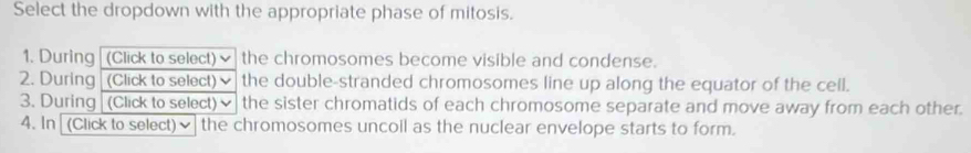 Select the dropdown with the appropriate phase of mitosis. 
1. During (Click to select)√ the chromosomes become visible and condense. 
2. During (Click to select) 、 the double-stranded chromosomes line up along the equator of the cell. 
3. During (Click to select) 、 the sister chromatids of each chromosome separate and move away from each other. 
4. In [(Click to select)✔ the chromosomes uncoil as the nuclear envelope starts to form.