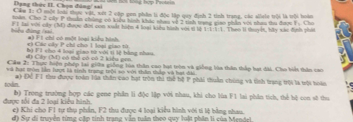 acla đến nới tổng hợp Protein 
Dạng thức II. Chọn đúng/ sai 
Ciu 1:0 một loài thực vật, xét 2 cặp gen phân li độc lập quy định 2 tinh trạng, các allele trội là trội hoàn 
toàn. Cho 2 cây P thuần chủng có kiểu hình khác nhau về 2 tinh trạng giao phần với nhau thu được F_1. Cho 
F1 lai với cây (M) được đời con xuất hiện 4 loại kiều hình với tỉ lệ 1:1:1:1
biểu đũng /sai. . Theo lí thuyết, hãy xác định phát 
a) F1 chi có một loại kiểu hình. 
c) Các cây P chỉ cho 1 loại giao tử. 
b) F1 cho 4 loại giao từ với tì lệ bằng nhau. 
d) Cây (M) có thể có có 2 kiểu gen. 
Câu 2: Thực hiện phép lai giữa giống lúa thân cao hạt tròn và giống lúa thân thấp hạt dài. Cho biết thân cao 
và hạt tròn lần lượt là tính trạng trội so với thân thấp và hạt dài. 
a) Để F1 thu được toàn lúa thân cao hạt tròn thì thể hệ P phải thuần chúng và tỉnh trạng trội là trội hoàn 
toàn. 
b) Trong trường hợp các gene phân li độc lập với nhau, khi cho lúa F1 lai phân tích, thế hệ con sẽ thu 
được tối đa 2 loại kiểu hình. 
c) Khi cho F1 tự thụ phần, F2 thu được 4 loại kiểu hình với ti lệ bằng nhau. 
d) Sự dí truyền từmg cặp tính trang vẫn tuân theo quy luật phân li của Mendel.