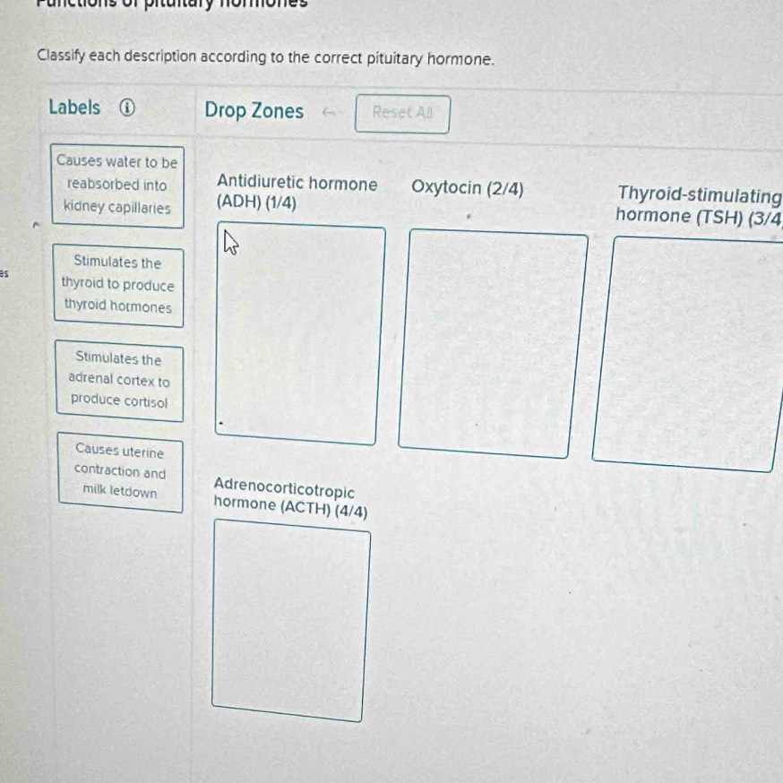 nary nomo n e 
Classify each description according to the correct pituitary hormone. 
Labels ① Drop Zones Reset All 
Causes water to be 
reabsorbed into Antidiuretic hormone Oxytocin (2/4) Thyroid-stimulating 
kidney capillaries (ADH) (1/4)
hormone (TSH) (3/4
Stimulates the 
es thyroid to produce 
thyroid hormones 
Stimulates the 
adrenal cortex to 
produce cortisol 
Causes uterine 
contraction and Adrenocorticotropic 
milk letdown hormone (ACTH) (4/4)