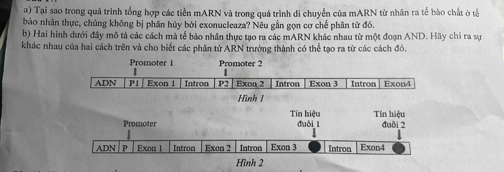 Tại sao trong quá trình tổng hợp các tiền mARN và trong quá trình di chuyển của mARN từ nhân ra tế bào chất ở tế 
bào nhân thực, chúng không bị phân hủy bởi exonucleaza? Nêu gắn gọn cơ chế phân tử đó. 
b) Hai hình dưới đây mô tả các cách mà tế bào nhân thực tạo ra các mARN khác nhau từ một đoạn AND. Hãy chỉ ra sự 
khác nhau của hai cách trên và cho biết các phân tử ARN trưởng thành có thể tạo ra từ các cách đó. 
Hình 1 
Tín hiệu Tn hiệu 
Promoter đuôi 1 đuôi 2
ADN P Exon 1 Intron Exon 2 Intron Exon 3 Intron Exon4 
Hình 2