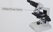 objective lens