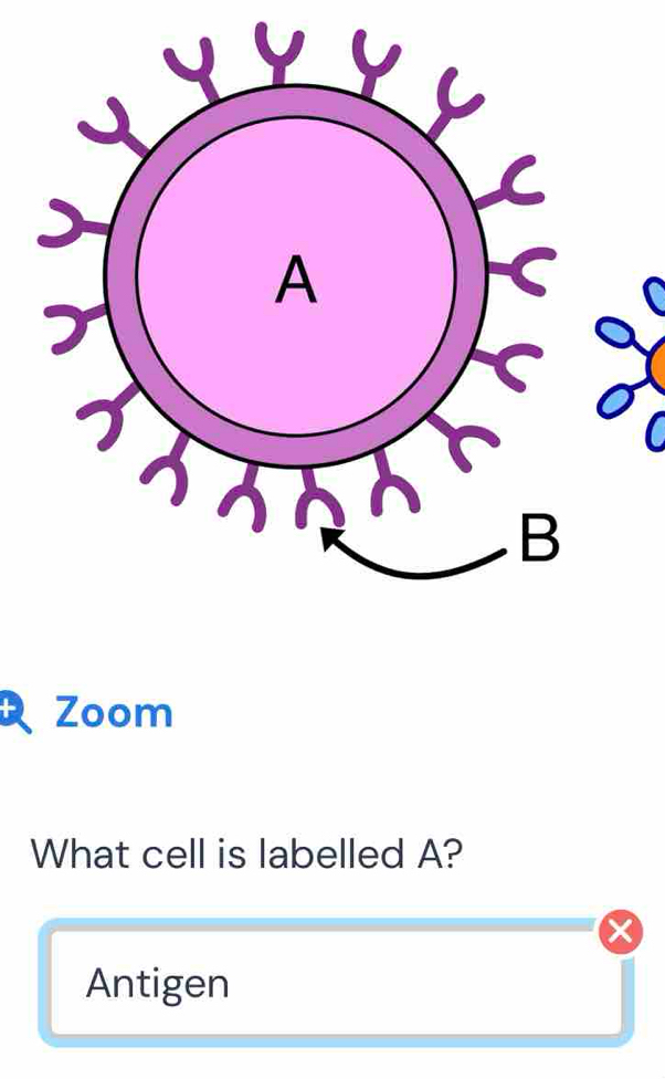 Zoom 
What cell is labelled A? 
^ 
Antigen