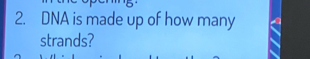 DNA is made up of how many 
strands?