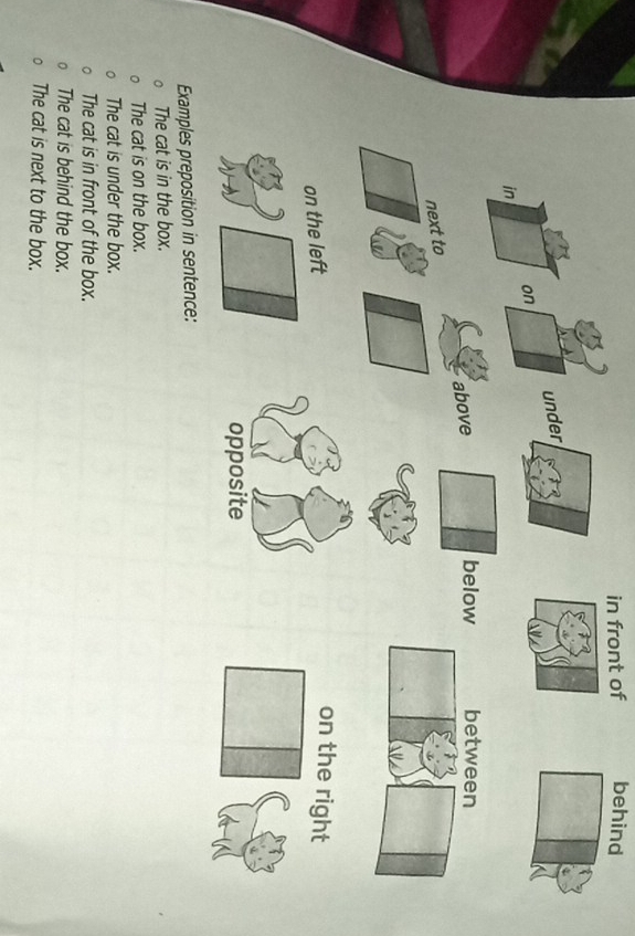 in front of behind
under
on
in
above
below
next to
on the left
on the right
opposite
Examples preposition in sentence:
The cat is in the box.
The cat is on the box.
The cat is under the box.
The cat is in front of the box.
The cat is behind the box.
The cat is next to the box.