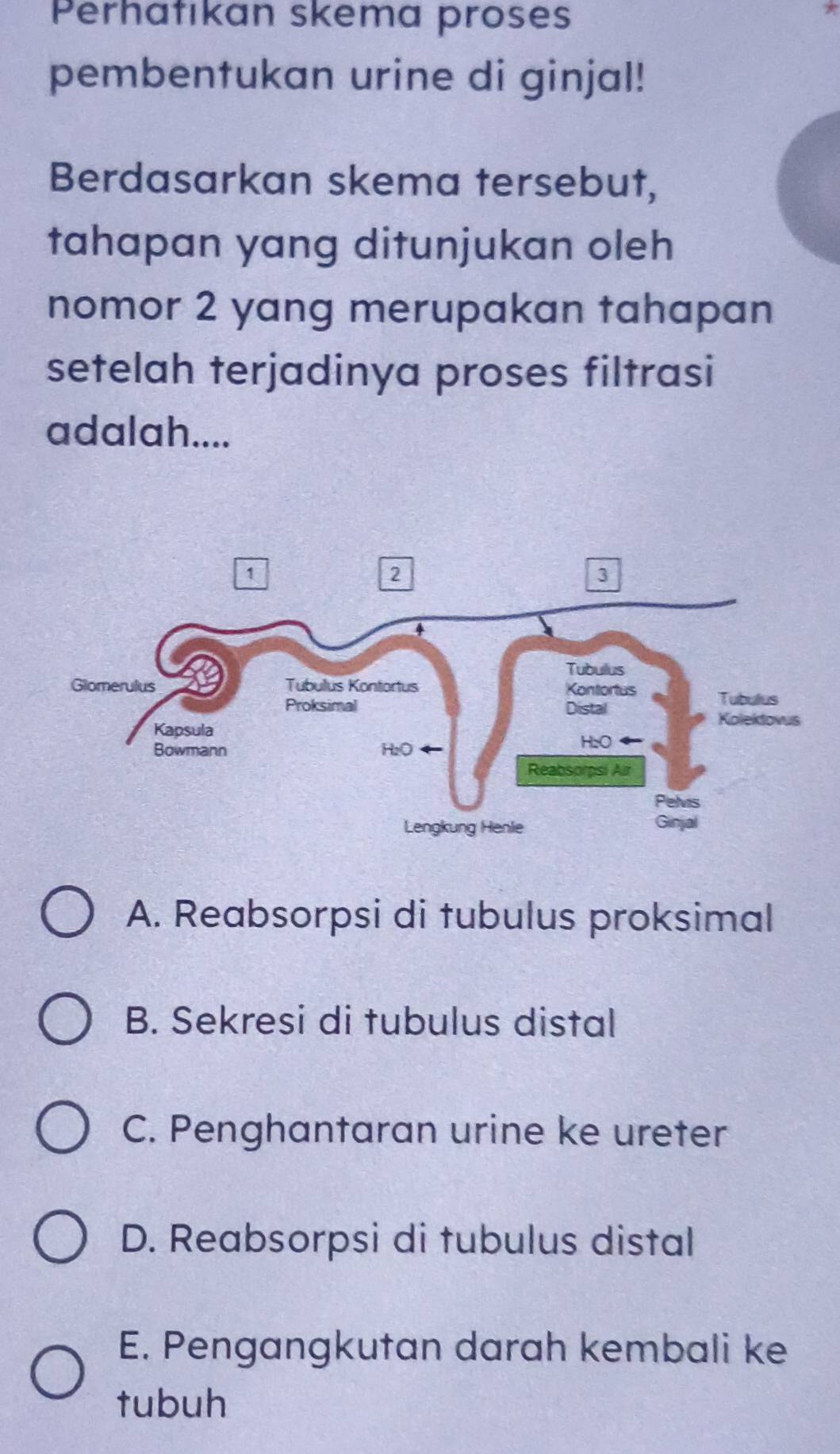 Perhatıkan skema proses
7
pembentukan urine di ginjal!
Berdasarkan skema tersebut,
tahapan yang ditunjukan oleh
nomor 2 yang merupakan tahapan
setelah terjadinya proses filtrasi
adalah....
A. Reabsorpsi di tubulus proksimal
B. Sekresi di tubulus distal
C. Penghantaran urine ke ureter
D. Reabsorpsi di tubulus distal
E. Pengangkutan darah kembali ke
tubuh