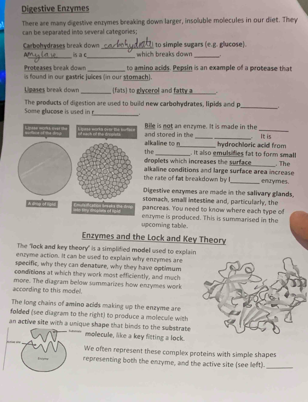 Digestive Enzymes 
There are many digestive enzymes breaking down larger, insoluble molecules in our diet. They 
can be separated into several categories; 
Carbohydrases break down _to simple sugars (e.g. glucose). 

Ar_ is a c_ which breaks down_ 
Proteases break down _to amino acids. Pepsin is an example of a protease that 
is found in our gastric juices (in our stomach). 
Lipases break down _(fats) to glycerol and fatty a_ 
The products of digestion are used to build new carbohydrates, lipids and p 
_. 
Some glucose is used in _. 
Bile is not an enzyme. It is made in the_ 
and stored in the __. It is 
alkaline to n_ hydrochloric acid from 
the_ . It also emulsifies fat to form small 
droplets which increases the surface _. The 
alkaline conditions and large surface area increase 
the rate of fat breakdown by I_ enzymes. 
Digestive enzymes are made in the salivary glands, 
stomach, small intestine and, particularly, the 
pancreas. You need to know where each type of 
nzyme is produced. This is summarised in the 
upcoming table. 
Enzymes and the Lock and Key Theory 
The ‘lock and key theory’ is a simplified model used to explain 
enzyme action. It can be used to explain why enzymes are 
specific, why they can denature, why they have optimum 
conditions at which they work most efficiently, and much 
more. The diagram below summarizes how enzymes work 
according to this model. 
The long chains of amino acids making up the enzyme are 
folded (see diagram to the right) to produce a molecule with 
an active site with a unique shape that binds to the substrate 
molecule, like a key fitting a lock. 
We often represent these complex proteins with simple shapes 
representing both the enzyme, and the active site (see left)._