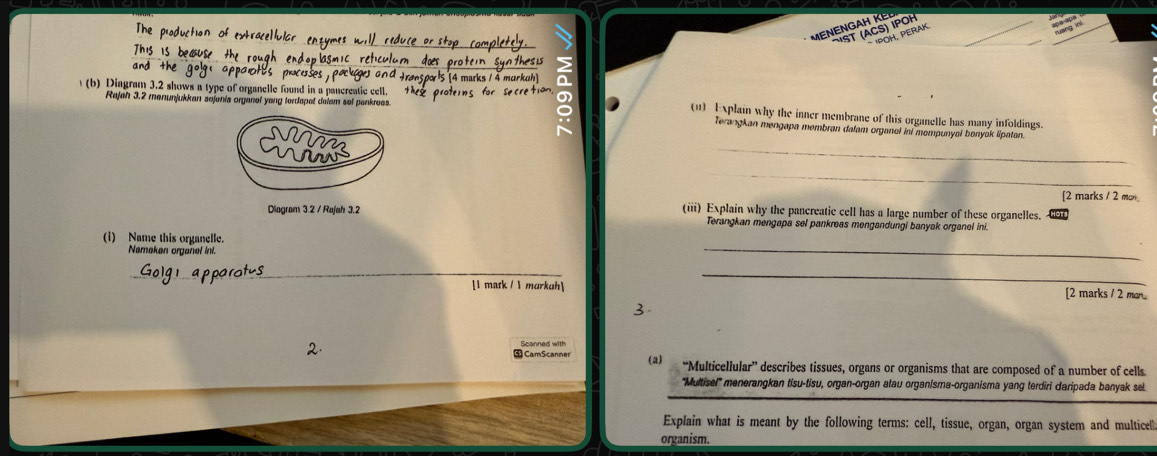 A H K e 
ÖST (ACS) IPOH 
* Po H , P eraK 
(b) Diagram 3.2 shows a type of organelle found in a pancreatic cell. 
Rajah 3.2 menunjukkan sojenis organel yang terdepet delam sel pankrees. 
(11) Explain why the inner membrane of this organelle has many infoldings. 
Terangkan mengapa membran dalam organal ini mempunyal bonyak lipatan. 
ins 
_ 
_ 
[2 marks / 2 mo 
Diagram 3.2 / Rajah 3.2 (iii) Explain why the pancreatic cell has a large number of these organelles. 
Terangkan mengapa sel pankreas mengandungi banyak organel ini. 
(i) Name this organelle. 
Namakan organel ini. 
_ 
_ 
_ 
_ 
[1 matk / 1 murkuh [2 marks / 2 mr... 
2. 
3 CamScanner Scanned with 
(a) 
“Multicellular” describes tissues, organs or organisms that are composed of a number of cells 
''Multisel''' menerangkan tisu-tisu, organ-organ atau organisma-organisma yang terdiri daripada banyak sel. 
Explain what is meant by the following terms: cell, tissue, organ, organ system and multicel 
organism.