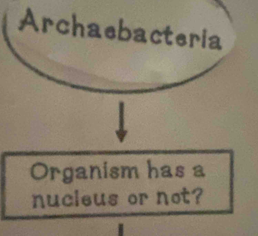 Archaebacteria 
Organism has a 
nucleus or not?